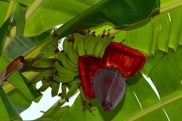 Die Pflanzen sind als Konsumenten der Nitrate die endgültige Kläranlage, gleich ob Gemüsefisch, Tomatenbarsch oder Bananenzander.